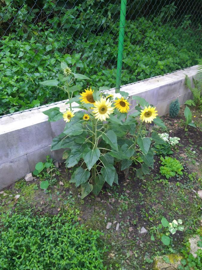 Chata Na Rece Sazave Samopse ภายนอก รูปภาพ